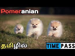 pomeranian dog in tamil tea cup dogs