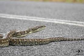 carpet python big snake wears