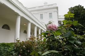 The white colored petals are also thought to reflect the moonlight better in order to attract nighttime come to the phoenix area in the spring. Spruced Up White House Rose Garden Set For First Lady Speech