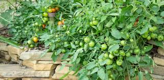 10 tomato growing tricks you need to