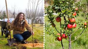 how to plant fruit trees for maximum