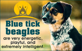 Facts About The Blue Tick Beagle A Rather Rare Dog Breed