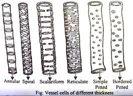 functions of xylem tissue