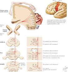 upper motor neuron diseases and