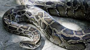 Un homme avalé en entier par un python géant en Indonésie - Le Parisien