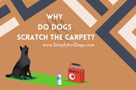why do dogs scratch the carpet simply