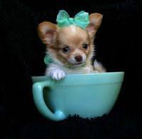 Image result for chihuahua in a teacup