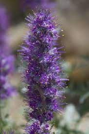 Purple flowers, rocky mountain national park 1. Blue Purple Wildflowers Rocky Mountain National Park U S National Park Service