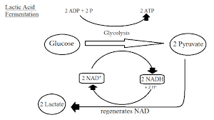 Cellular Respiration Equation Types