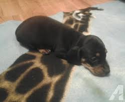 Why buy a dachshund puppy for sale if you can adopt and save a life? 2 Beautiful Miniature Dachshund Puppies For Sale In Carrier Mills Illinois Classified Americanlisted Com