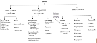 Functions Of Lipids Definition Classification Examples