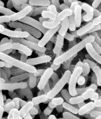 Agrobacterium tumefaciens, SEM - Stock Image - C037/0157 - Science Photo  Library