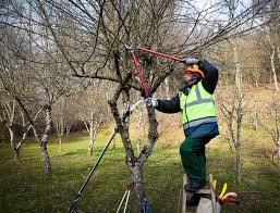 There are extensive resources online detailing various methods, which all require you to. Tree Removal Knoxville Tree Trimming Knoxville Tree Care Knoxville
