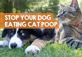 dog to stop eating cat