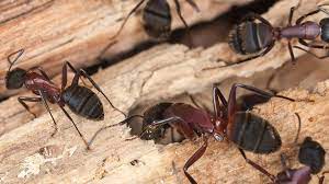 about carpenter ants