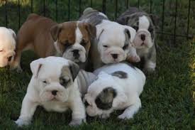 Previous pricec $30.33 17% off. English Bulldog Puppies For Sale With Papers English Bulldog Puppies For Sale