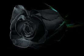 symbolism and meaning of black roses