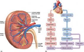 Blood Filtration In The Kidneys Kidney Anatomy Renal