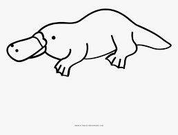 Section of page if appropriate. Platypus Coloring Page Line Art Hd Png Download Kindpng