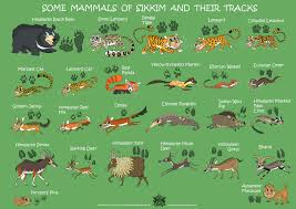 This educational video will help in learning. Green Humour Mammals Of Sikkim