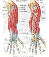 I regularly prescribe forearm stretches to patients with tendonitis and other repetitive strain injuries of the forearm. Individual Muscles Of Forearm Extensors Of Wrist And Digits