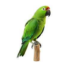 beautiful green parrot sitting on the