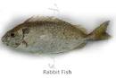 rabbit fish