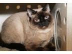 Siamese cats are highly active cats that demand love and attention. Siameses For Sale In Columbus Cats On Oodle Classifieds