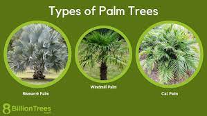 43 Diffe Types Of Palm Trees
