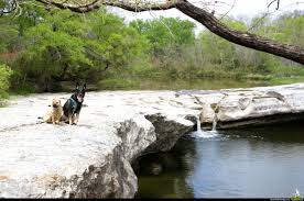 top dog friendly things to do in austin