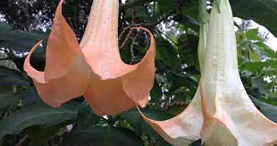 Key differences between the two are the flowers and the growth habit. Angel Trumpet Tree Care Tips On Growing Brugmansia Plants