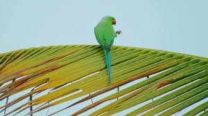 green parrot birds in the paddy field