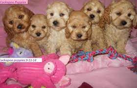 I have 3 male cockapoos six weeks. Cockapoo Puppies In Michigan Females Males For Sale In Bancroft Michigan Classified Americanlisted Com