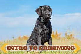 Posted on august 3, 2020 by. Labrador Retriever Grooming Overview