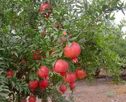 pomegranates plantation israel