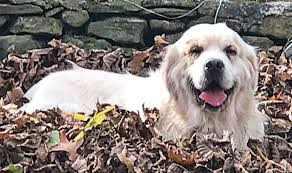 Find a pet, pet care, or connect with other pet owners. Buddy Seeking Human Canine Best Friends Akron Com
