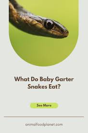 what do baby garter snakes eat oh