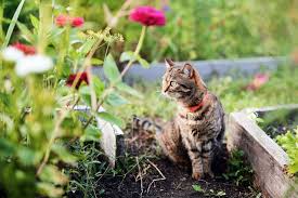 stop cats ing on garden