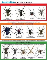 Australian Spider Chart Spider Identification Chart