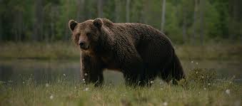 How much does a black bear hunt cost?