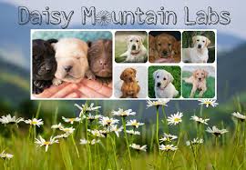 Quail chase is a small hobby kennel in north phoenix, arizona. Daisy Mountain Labs