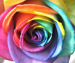 single rainbow rose rich mar florist