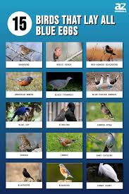 15 birds that all lay blue eggs az