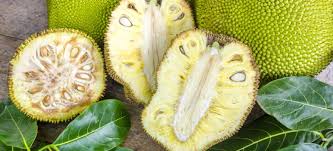 jackfruit benefits nutrition and how