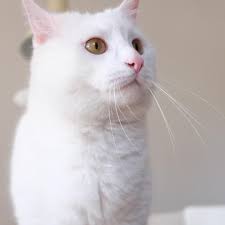 10 fun facts about white cats