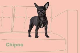 chipoo dog breed information and