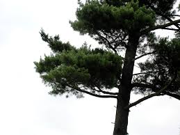 Î‘Ï€Î¿Ï„Î­Î»ÎµÏƒÎ¼Î± ÎµÎ¹ÎºÏŒÎ½Î±Ï‚ Î³Î¹Î± pine tree