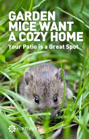 how to get rid of mice in your backyard