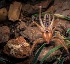 The camel spider's history of misinformation begins with a misidentification. Enter The Mysterious World Of Camel Spiders Roundglass Sustain