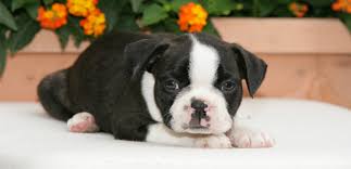 boston terrier is it the right dog